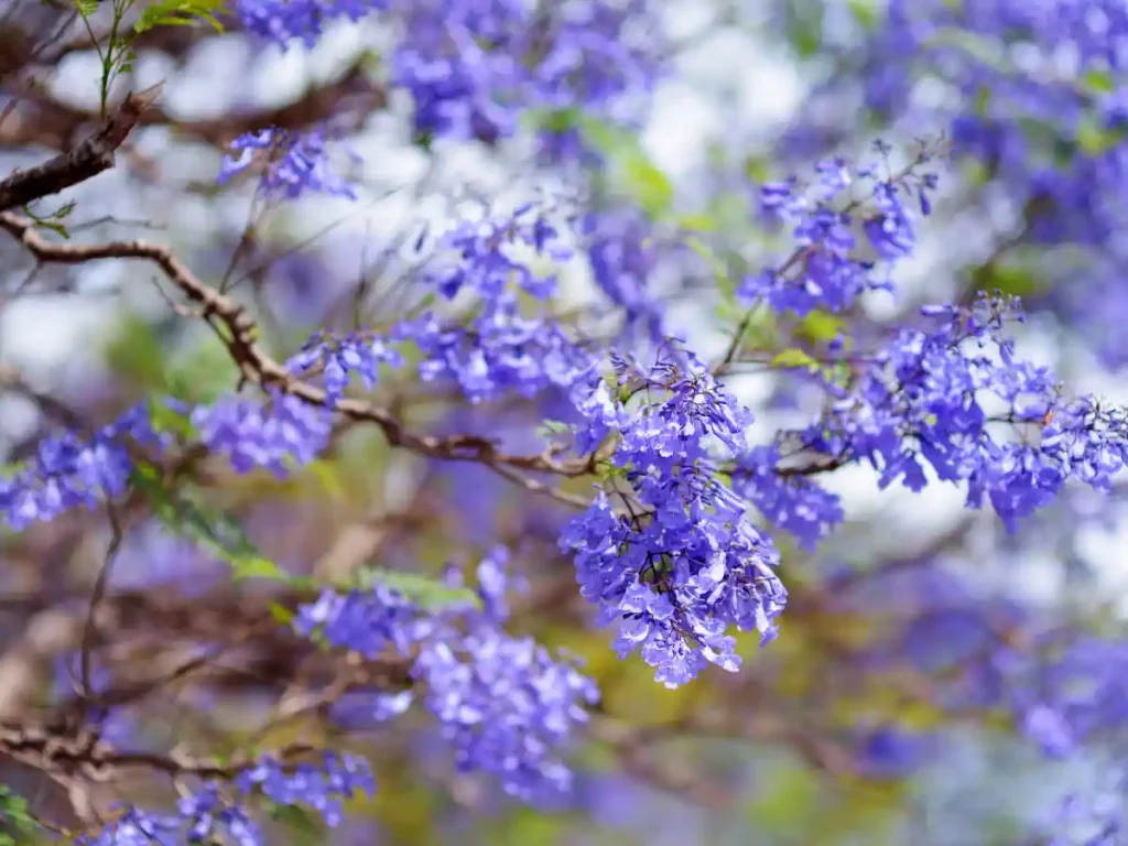 Capture the Beauty of Jacaranda Trees