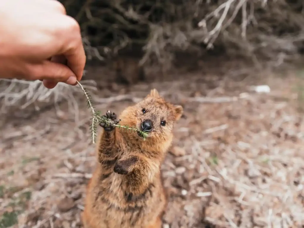 Meet the Quokkas on Rottnest Island
