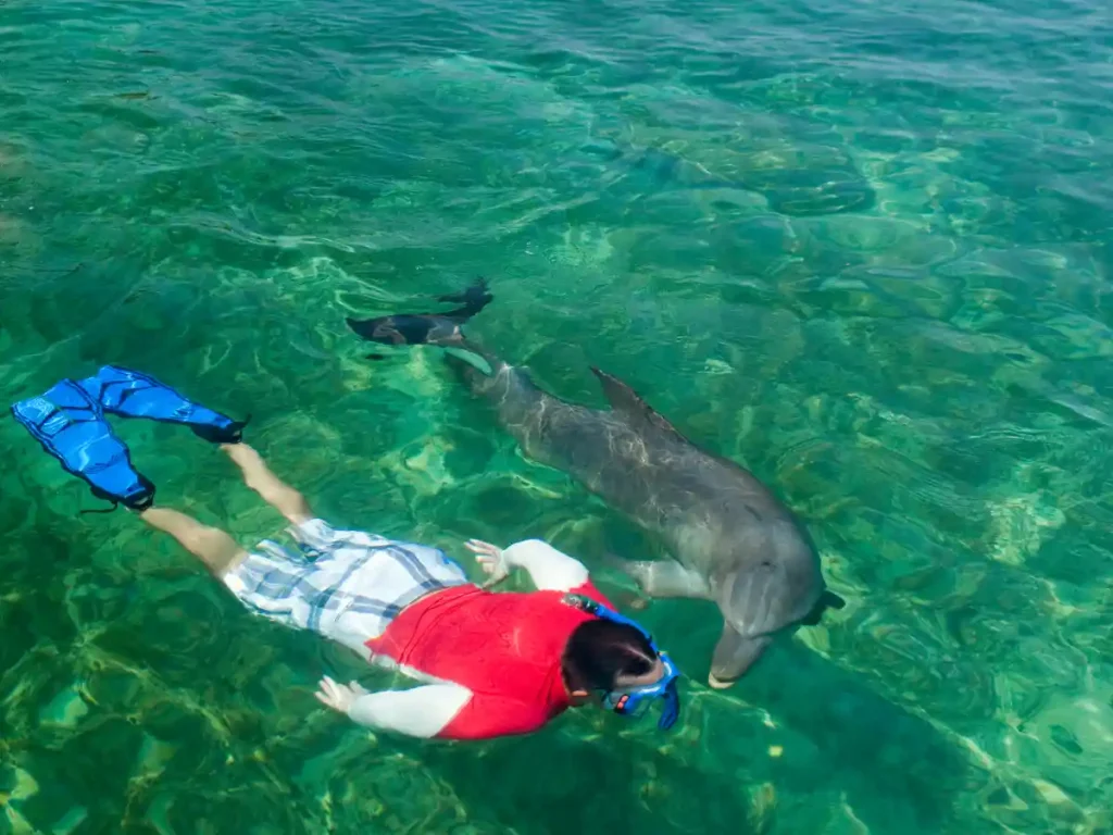 Swim with Dolphins at Penguin Island